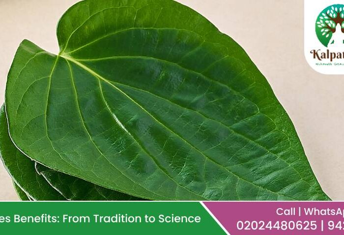 Betel Leaves Benefits: From Tradition to Science